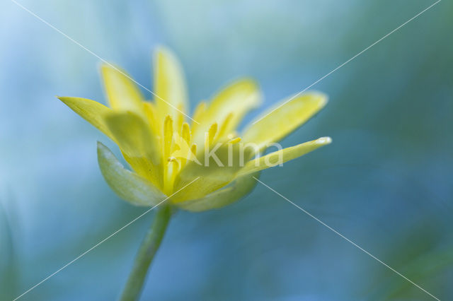 Lesser Celandine (Ranunculus ficaria)