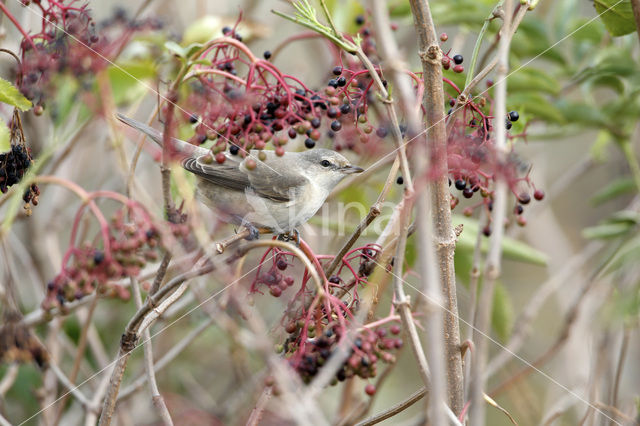 Barred Warbler (Sylvia nisoria)