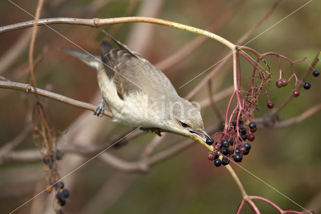 Barred Warbler (Sylvia nisoria)