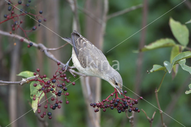 Barred Warbler (Sylvia nisoria)