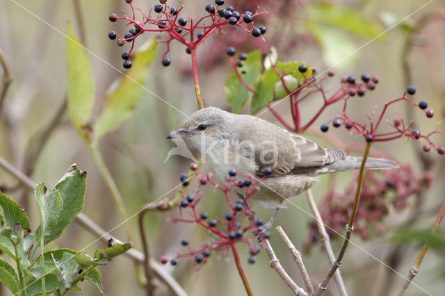 Barred Warbler (Sylvia nisoria)