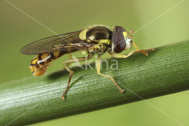 Sphaerophoria interrupta