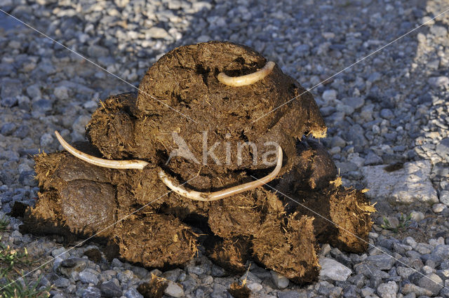 Equine roundworm (Parascaris Equorum)