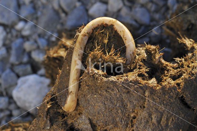 Equine roundworm (Parascaris Equorum)