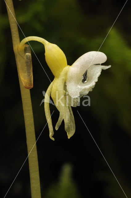 Spookorchis (Epipogium aphyllum)