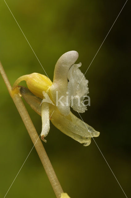 Spookorchis (Epipogium aphyllum)