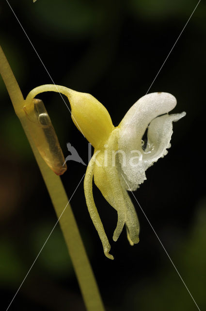 Spookorchis (Epipogium aphyllum)