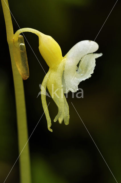 Spookorchis (Epipogium aphyllum)