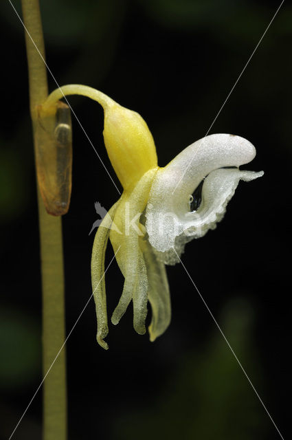 Spookorchis (Epipogium aphyllum)