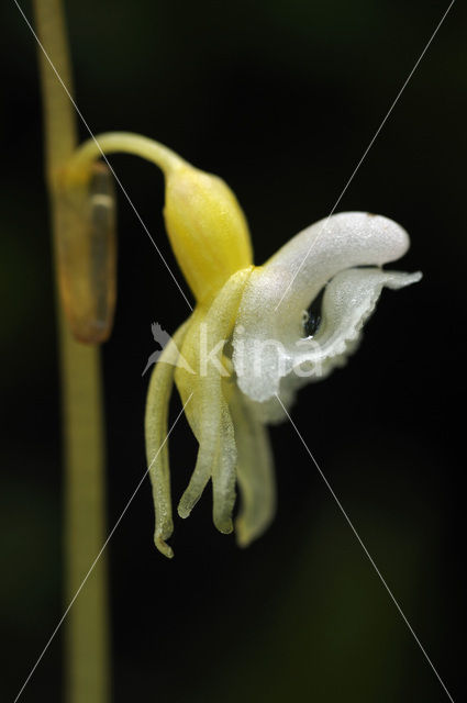 Spookorchis (Epipogium aphyllum)