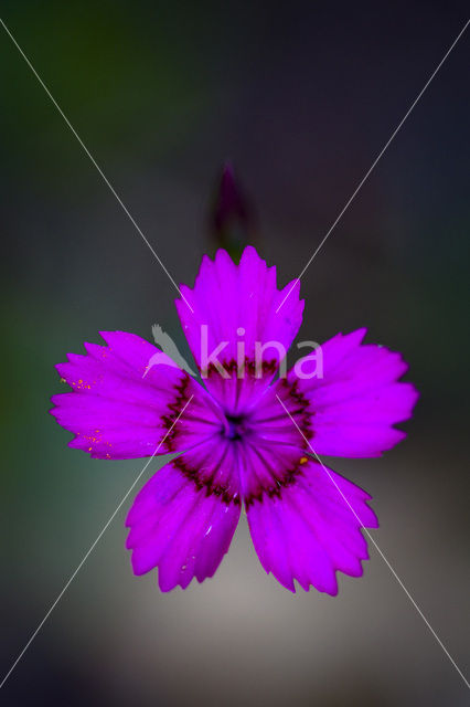 Maiden Pink (Dianthus deltoides)
