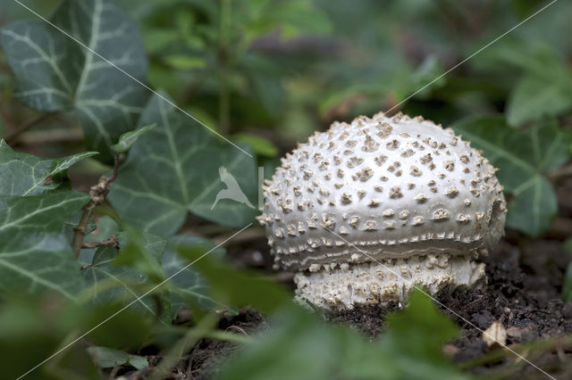 Amanita solitaria