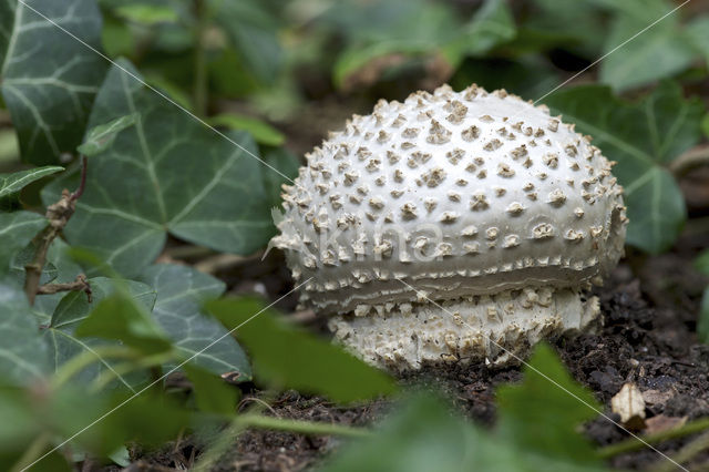 Stekelkopamaniet (Amanita solitaria)