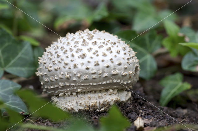 Stekelkopamaniet (Amanita solitaria)