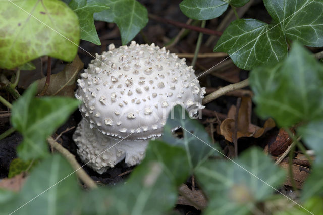 Stekelkopamaniet (Amanita solitaria)