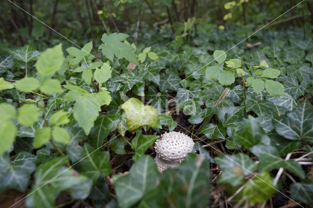 Stekelkopamaniet (Amanita solitaria)