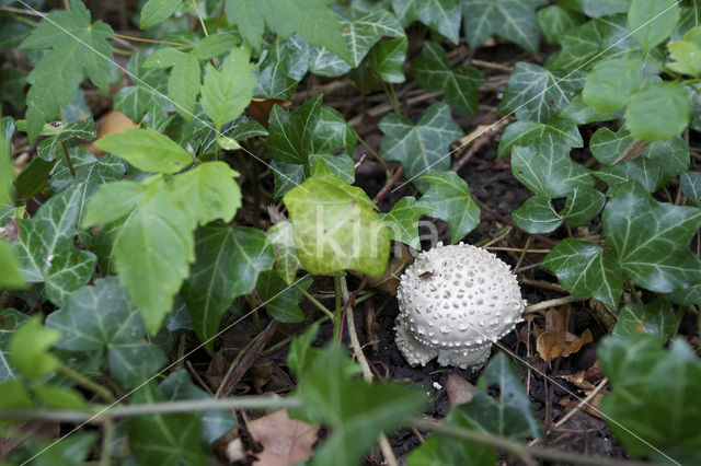 Stekelkopamaniet (Amanita solitaria)