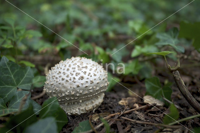 Stekelkopamaniet (Amanita solitaria)