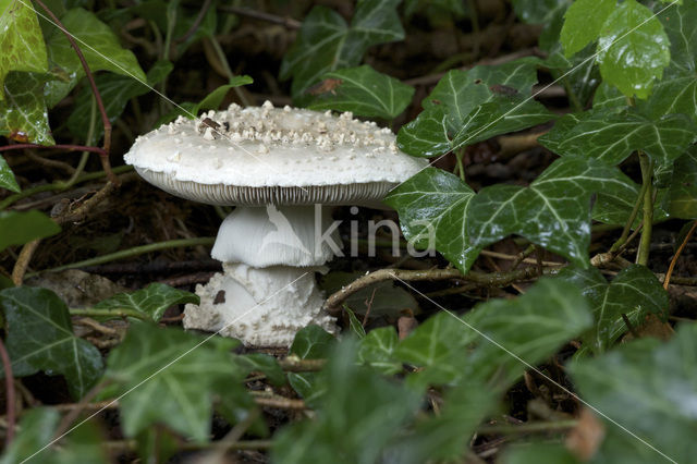 Amanita solitaria