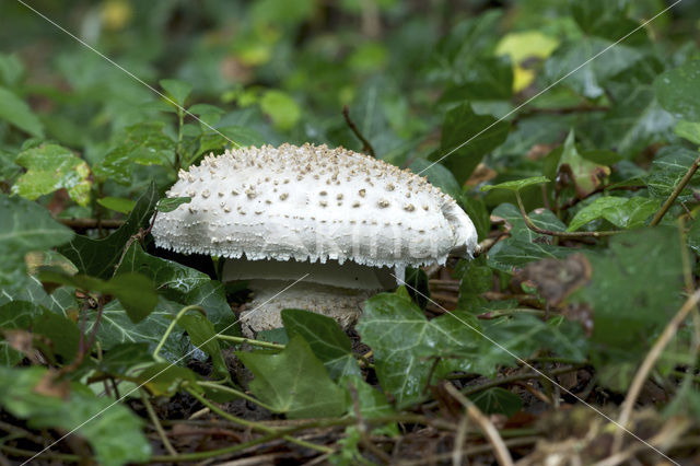 Stekelkopamaniet (Amanita solitaria)