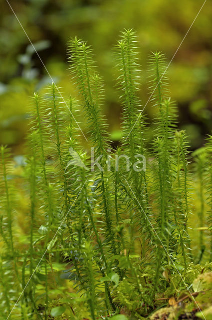 Stekende wolfsklauw (Lycopodium annotinum)