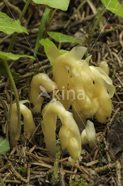 Yellow Bird’s Nest (Monotropa hypopitys)