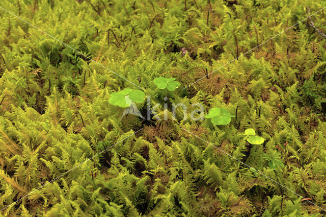 Ostrich-plume Feather-moss (Ptilium crista-castrensis)