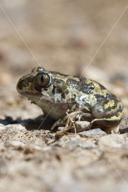 Eastern spadefoot (Pelobates syriacus)