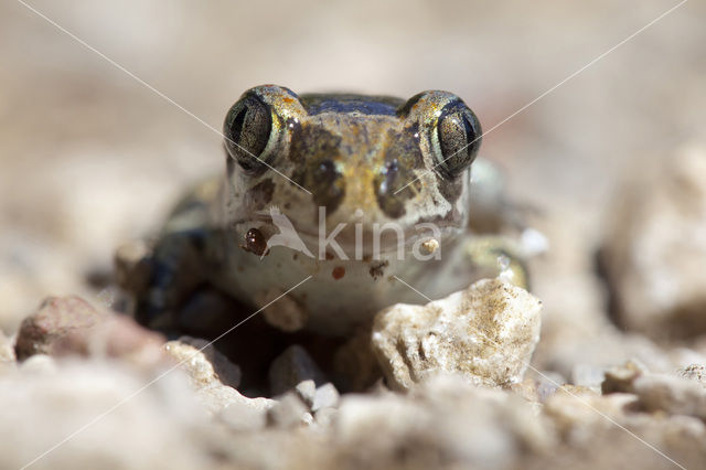 Eastern spadefoot (Pelobates syriacus)