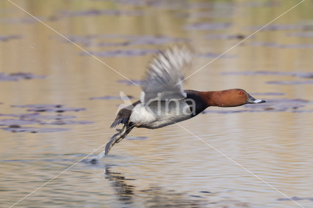 Pochard (Aythya ferina)