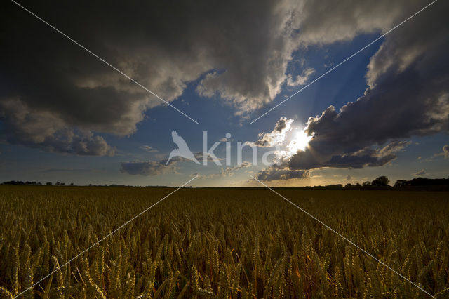 Wheat (Triticum spec.)