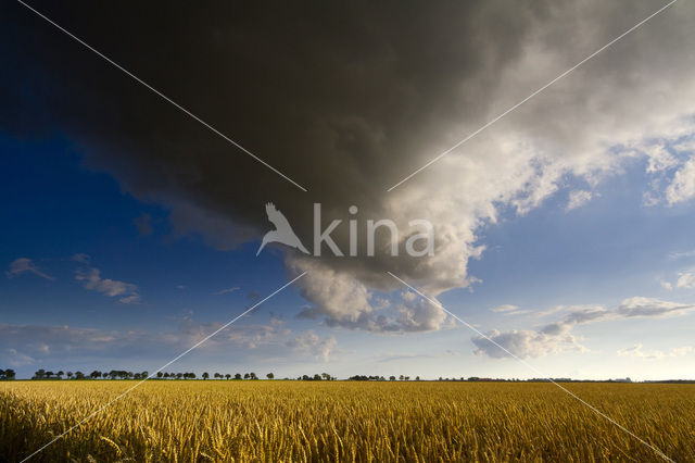 Wheat (Triticum spec.)