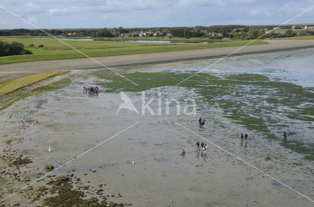 Texel