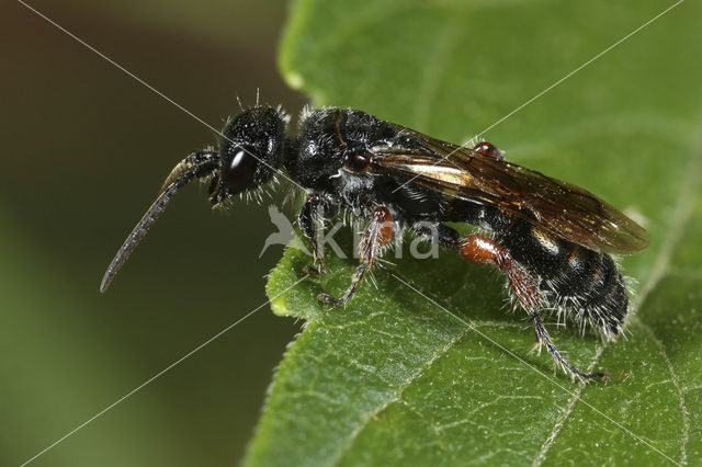 Tiphia femorata