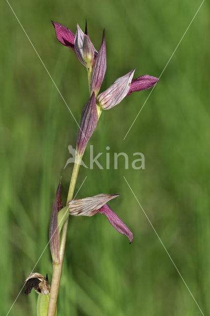 Tongue Orchid (Serapias lingua)