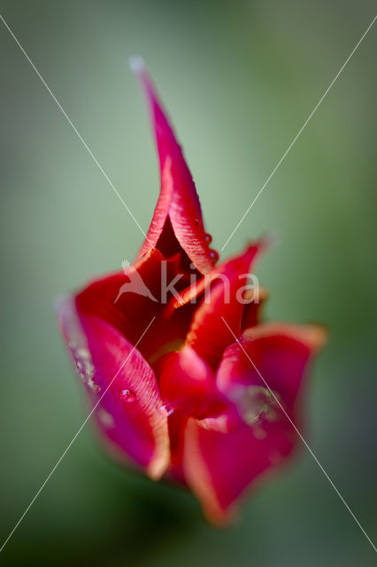 Tulp (Tulipa)