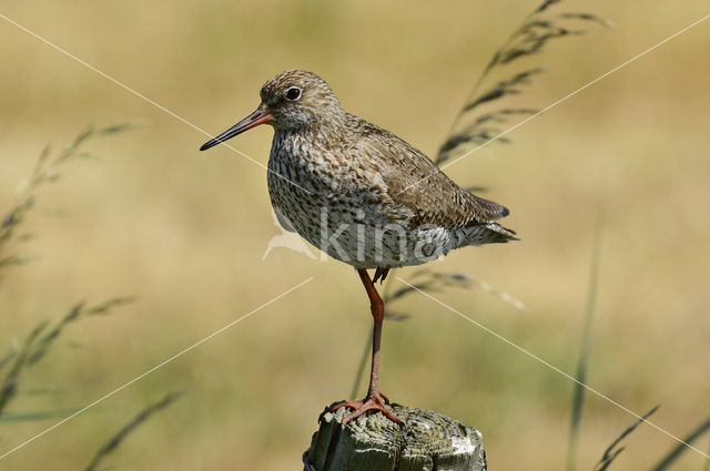 Common Redshank (Tringa totanus)