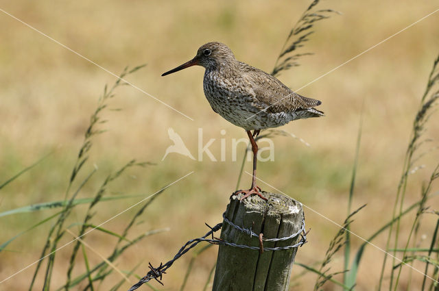 Common Redshank (Tringa totanus)