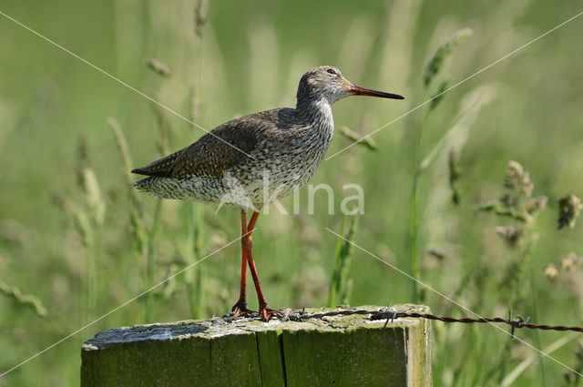 Common Redshank (Tringa totanus)