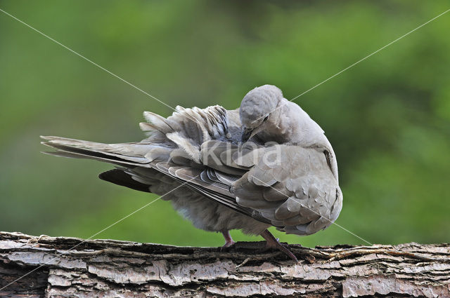 Collared Turtle Dove (Streptopelia decaocto)