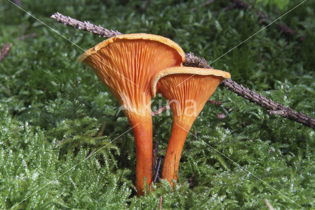 False Chanterelle (Hygrophoropsis aurantiaca)