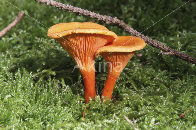 False Chanterelle (Hygrophoropsis aurantiaca)