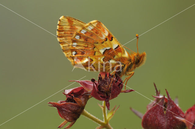 Cranberry Fritillary (Boloria aquilonaris)