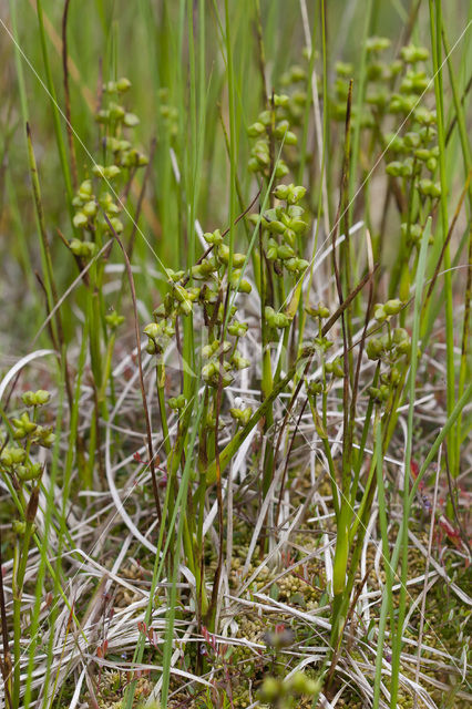 Veenbloembies (Scheuchzeria palustris)