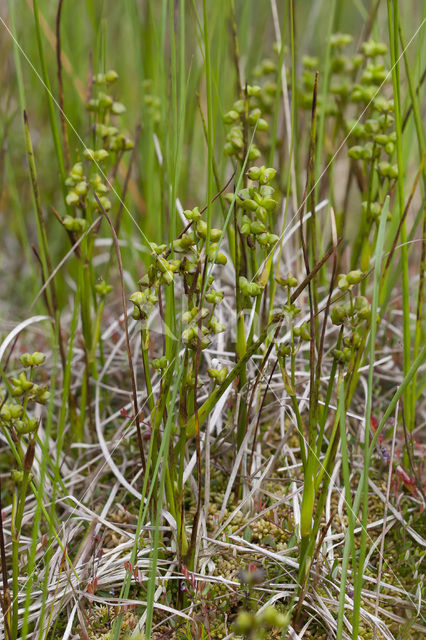 Rannoch-rush (Scheuchzeria palustris)