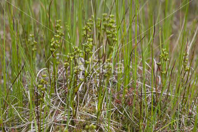 Rannoch-rush (Scheuchzeria palustris)