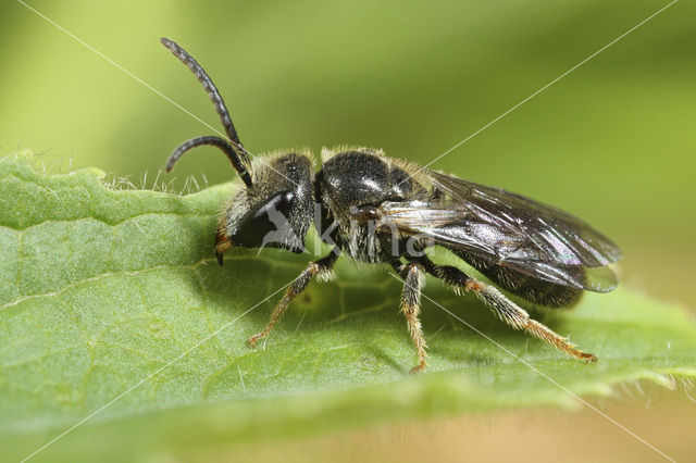 Lasioglossum sabulosum