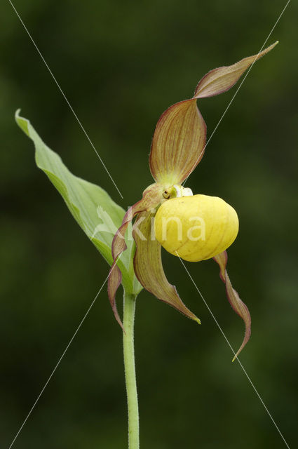 Lady’s slipper (Cypripedium calceolus)