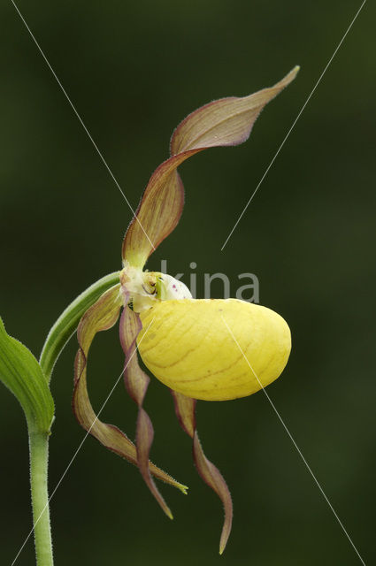 Lady’s slipper (Cypripedium calceolus)