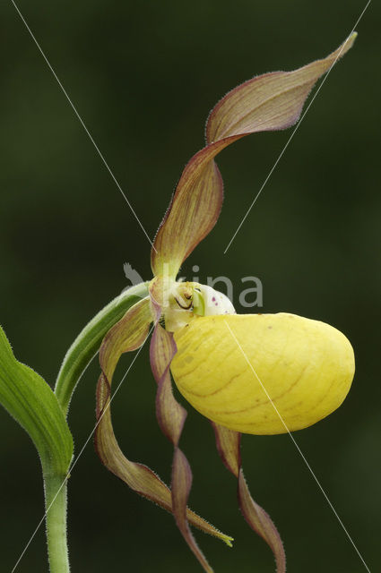 Lady’s slipper (Cypripedium calceolus)